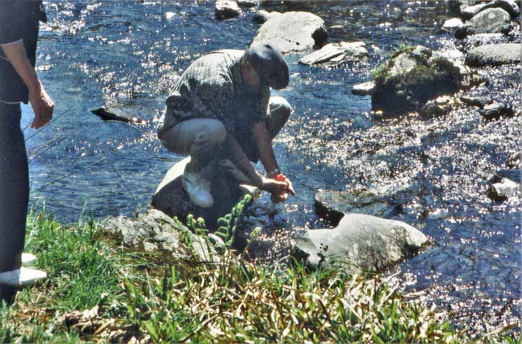 grey mares trail and waterfall with sheep